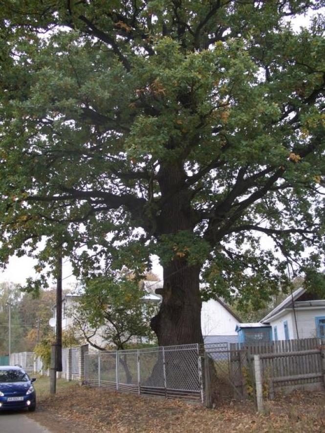 Новини Хмельницького - фото з Найкрасивіше село України розташоване на Хмельниччині