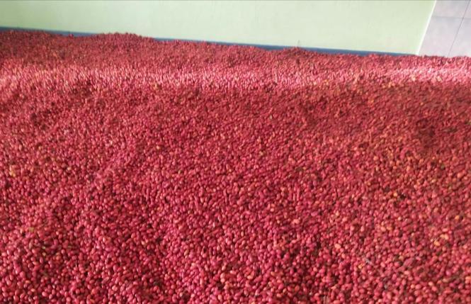 Новини Вінниці - фото з Профілактика грипу та ковіду. У Подільському зоопарку заготовлюють вітаміни