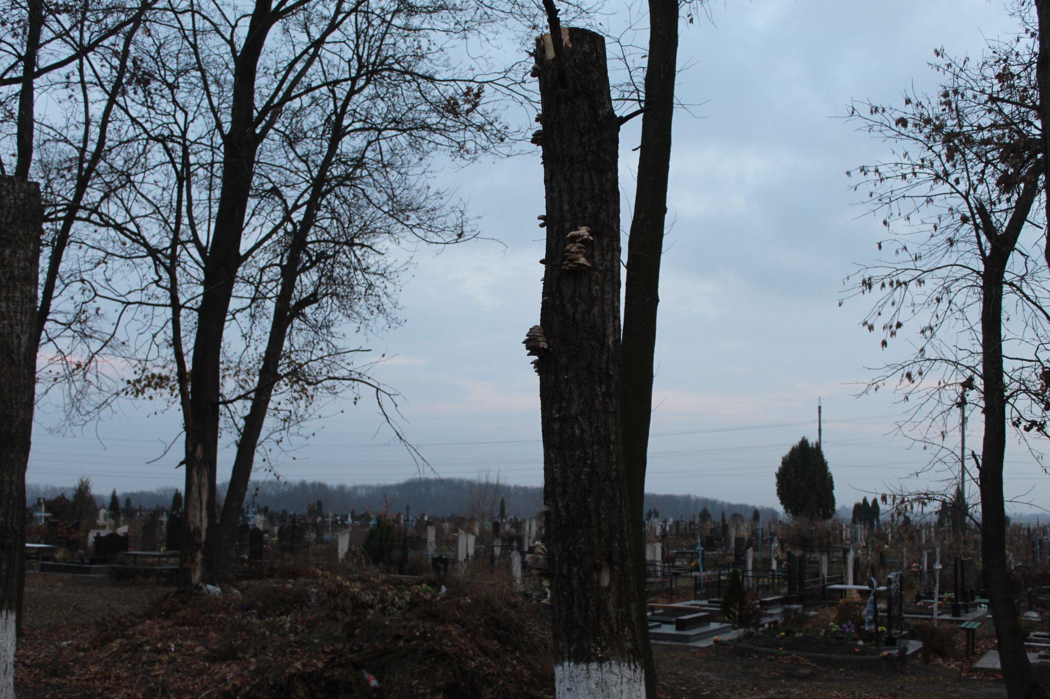 Новини Козятина - фото з Обрубки на Білоцерківській трасі або як варвари дерева кронували