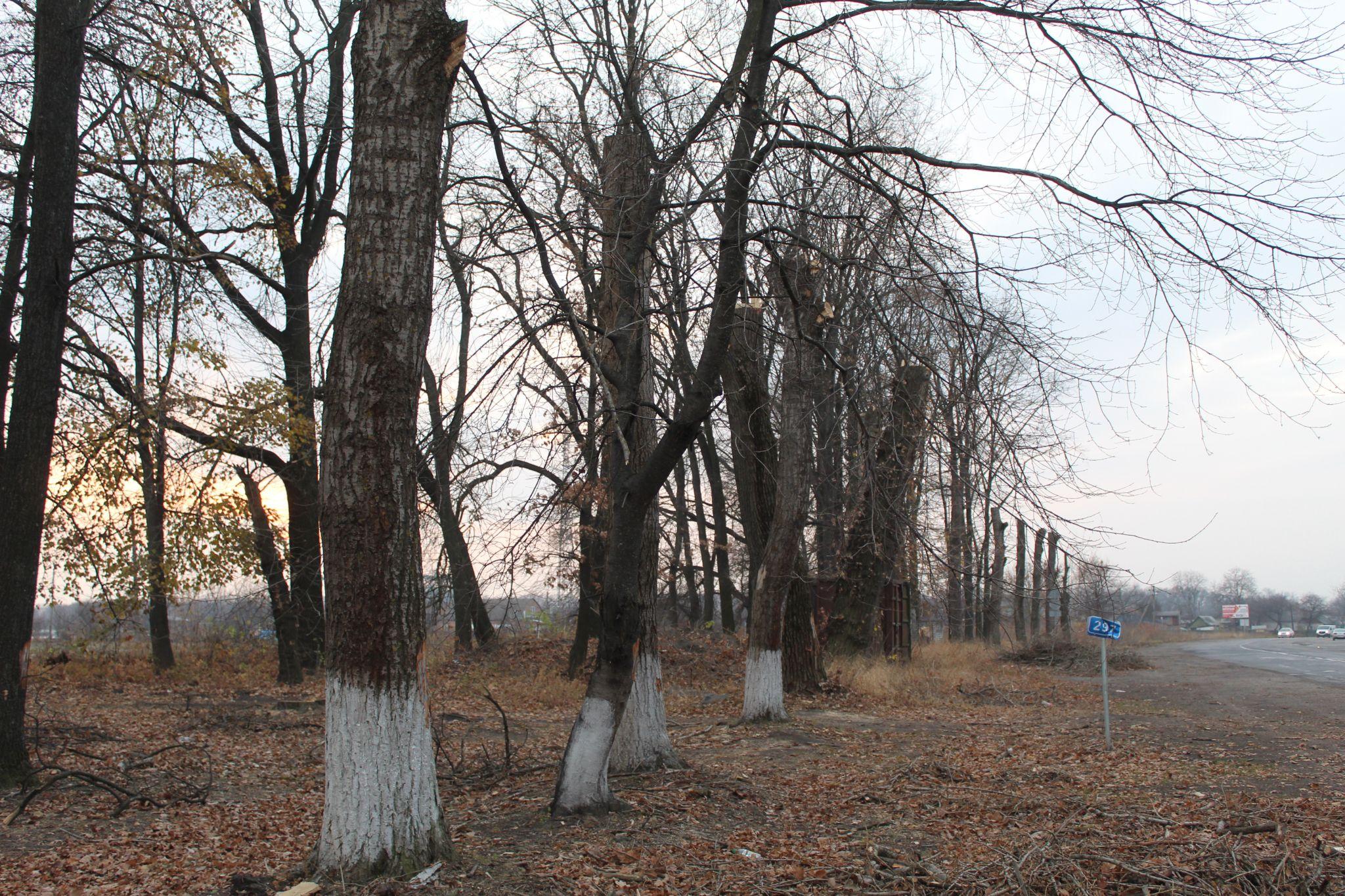 Новини Козятина - фото з Обрубки на Білоцерківській трасі або як варвари дерева кронували