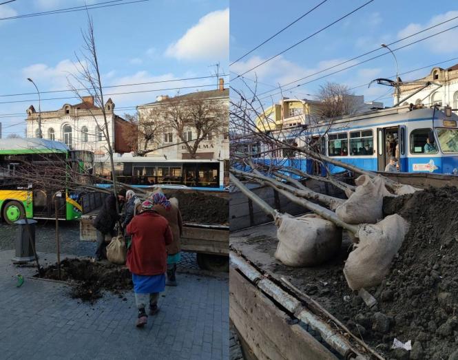 Новини Вінниці - фото з На Соборній висадили вісім саджанців липи. ФОТО ДНЯ