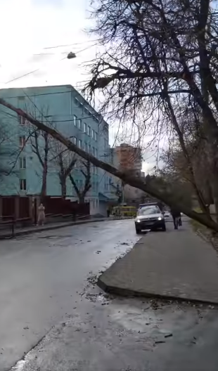 Новини Тернополя - фото з Дерево впало на дорогу посеред вулиці в Центрі. ВІДЕО ДНЯ