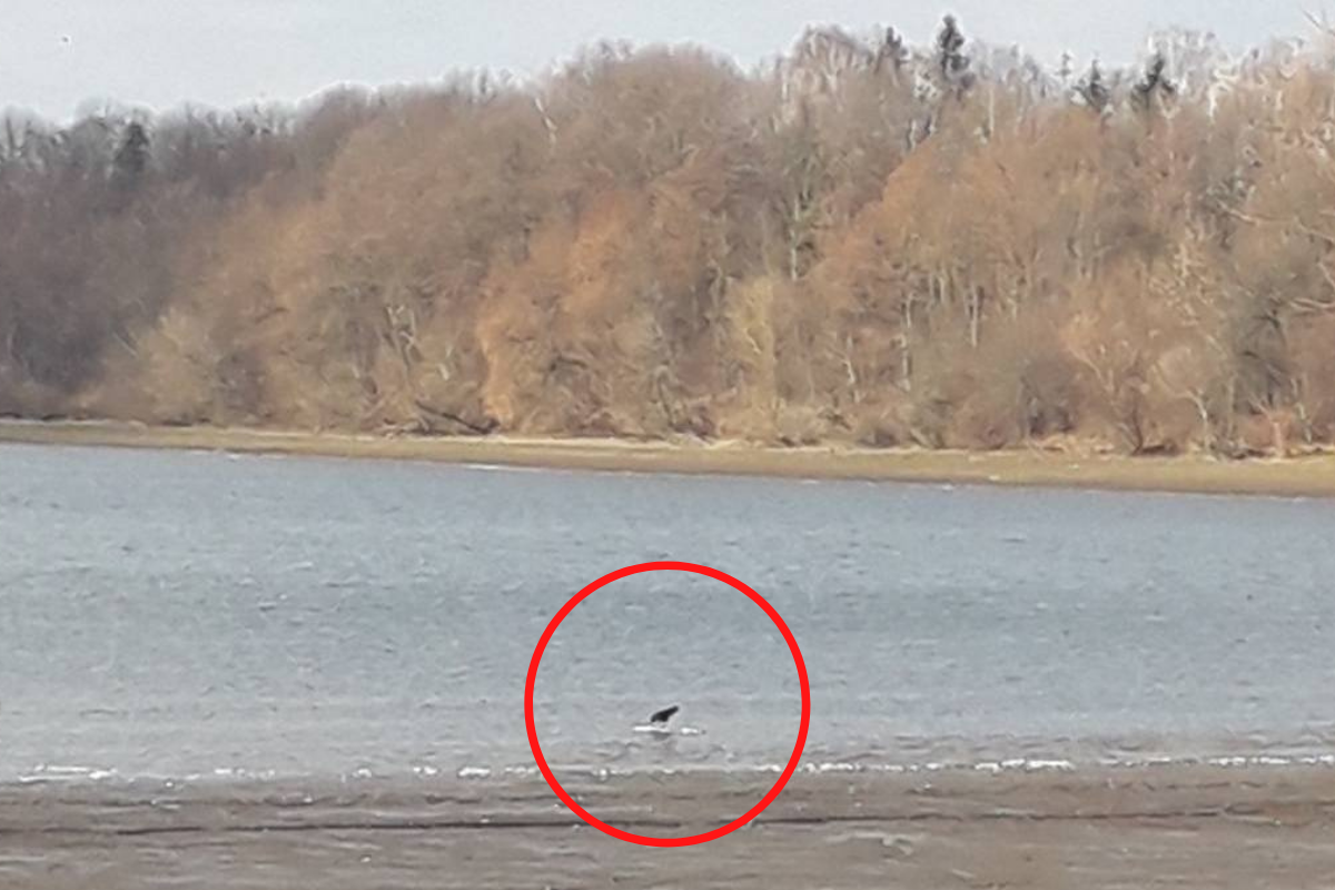 Новини Вінниці - фото з У Северинівці за тиждень загинуло майже сто лебедів. Їх клюють ворони, ніхто не забирає…