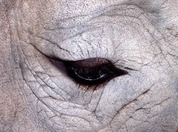 Новини Вінниці - фото з Як «Малахітовий носоріг» потрапив у Вінницю із Конго. Ювілейний письменницький конкурс цьогоріч пройде у онлайн