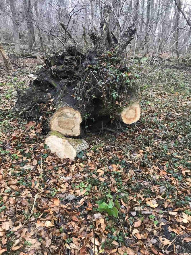 Новини Хмельницького - фото з На Хмельниччині незаконно вирубали 252 дерева. Справу передали в прокуратуру