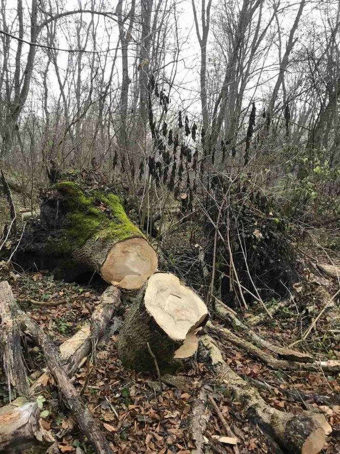 Новини Хмельницького - фото з На Хмельниччині незаконно вирубали 252 дерева. Справу передали в прокуратуру