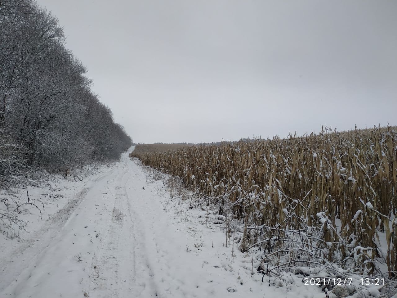 Новини Тернополя - фото з «Невідомі» поховання посеред поля кукурудзи. Як та де ховають безхатьків: репортаж «20 хвилин»