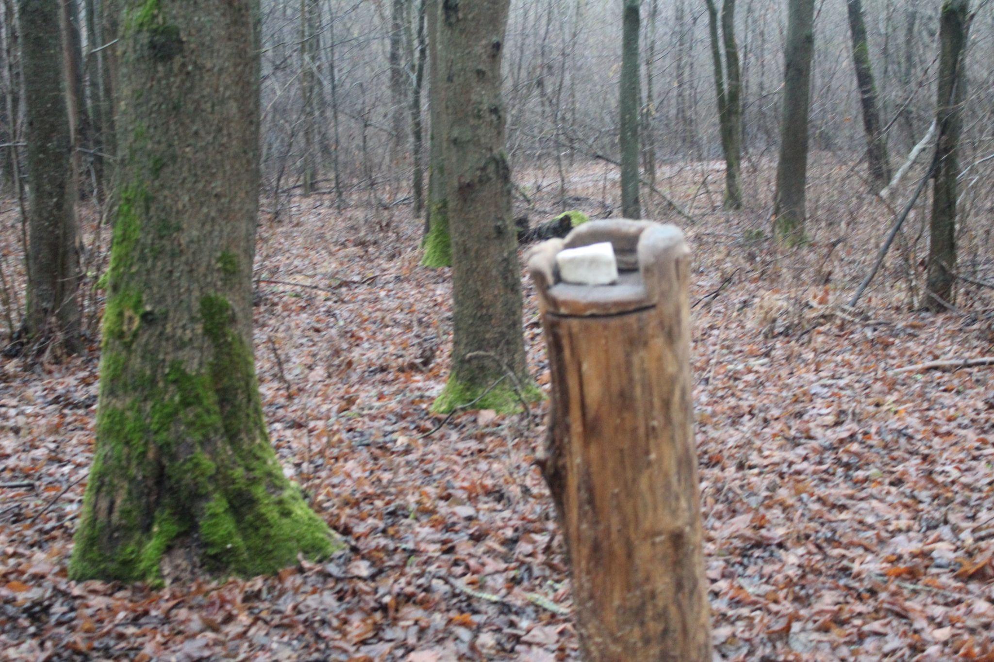 Новини Козятина - фото з «Навіщо мені твоя лисиця, коли гроші на патрони ти з доми виносиш»: про лісничі проблеми і не тільки