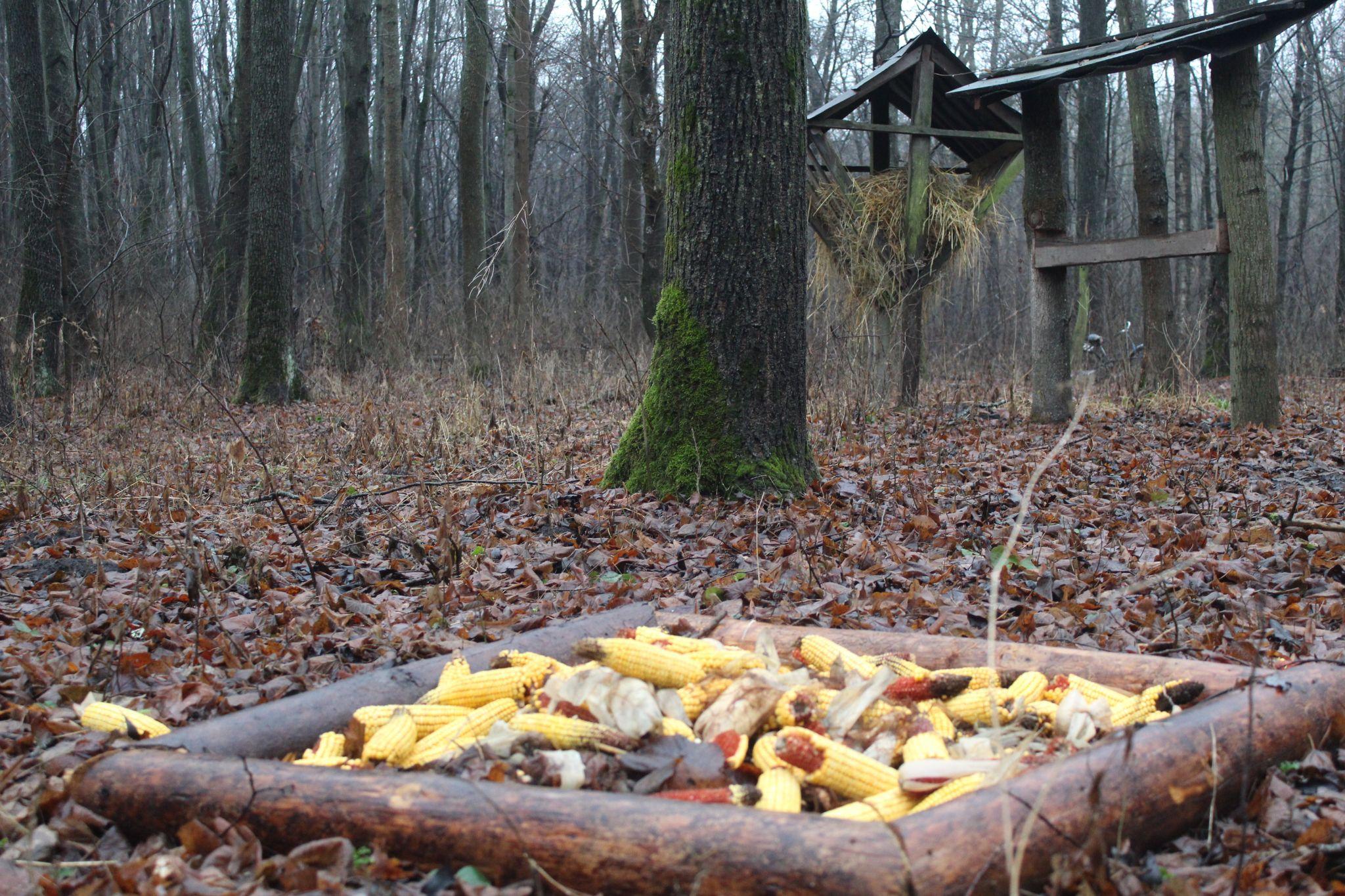 Новини Козятина - фото з «Навіщо мені твоя лисиця, коли гроші на патрони ти з доми виносиш»: про лісничі проблеми і не тільки