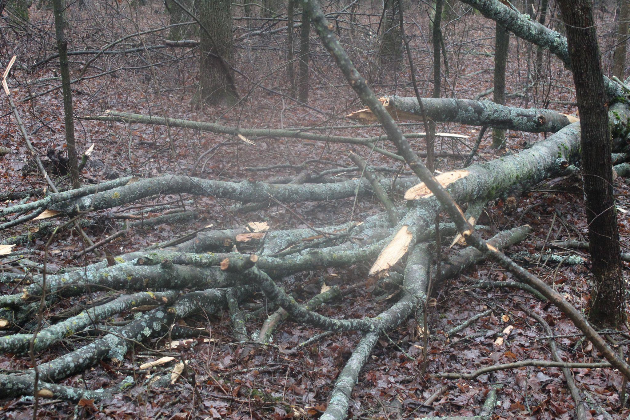 Новини Козятина - фото з «Навіщо мені твоя лисиця, коли гроші на патрони ти з доми виносиш»: про лісничі проблеми і не тільки