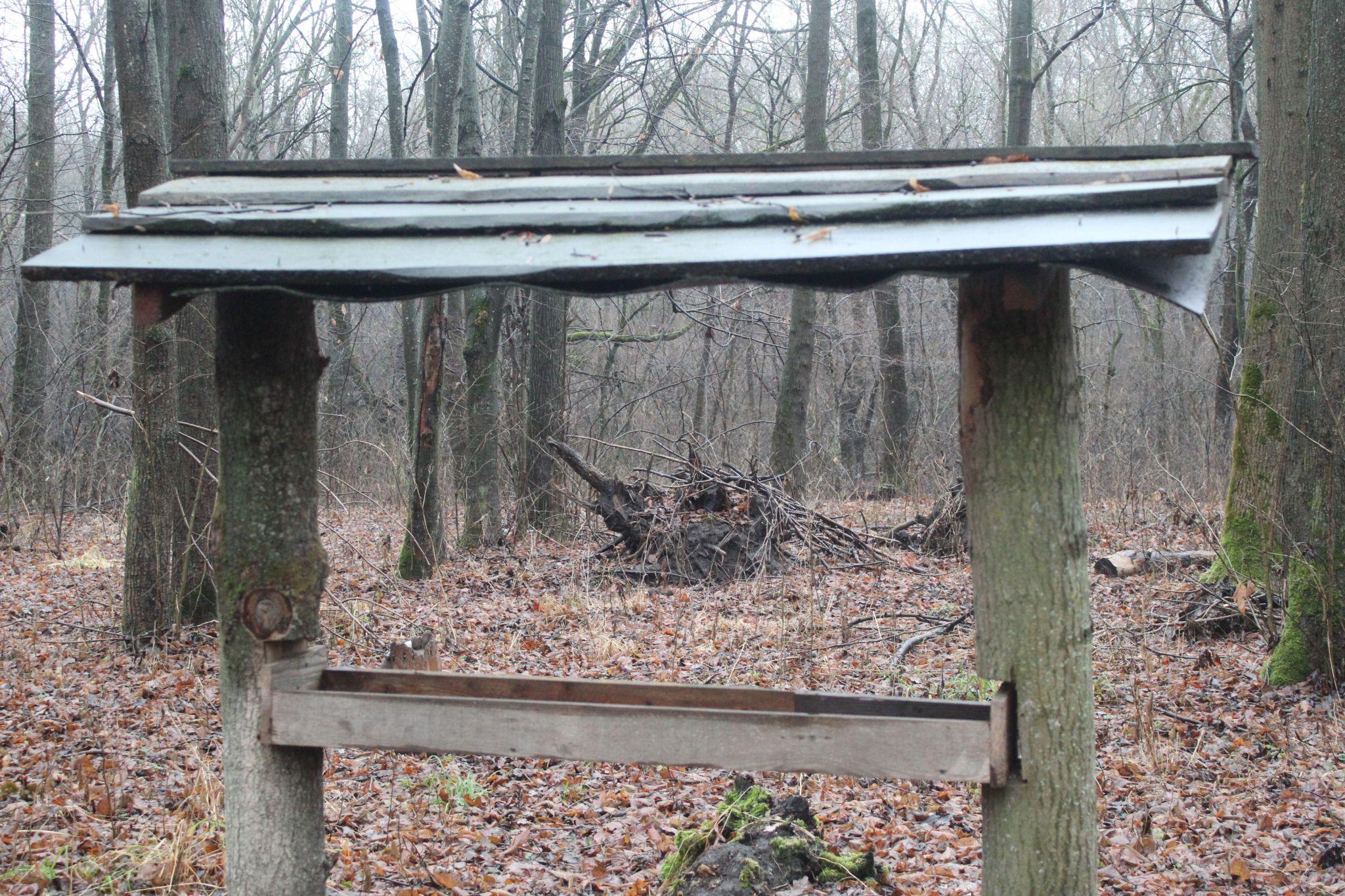 Новини Козятина - фото з «Навіщо мені твоя лисиця, коли гроші на патрони ти з доми виносиш»: про лісничі проблеми і не тільки