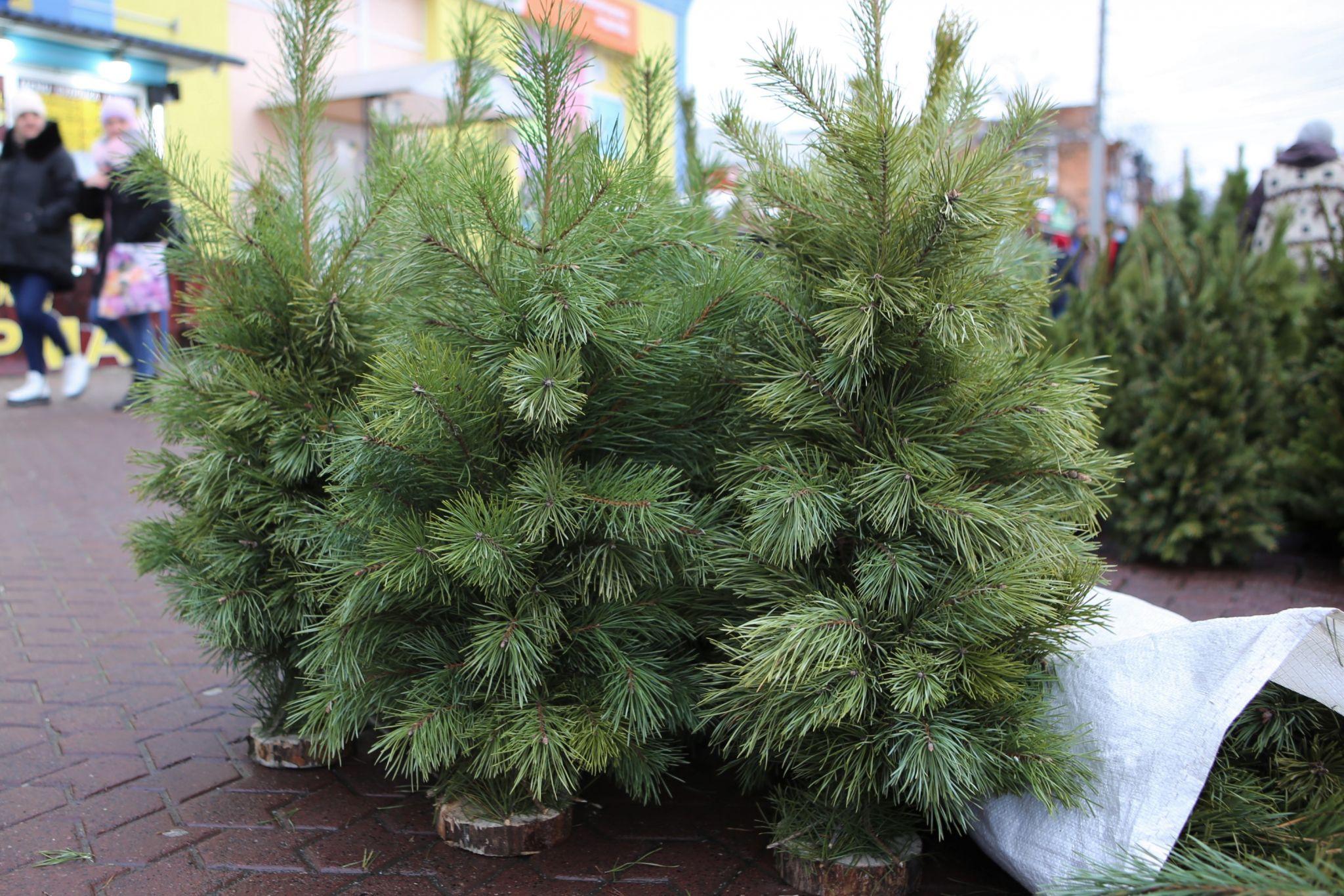 Новини Вінниці - фото з У Вінниці відкрився перший ялинковий ринок. Що та за скільки там можна придбати