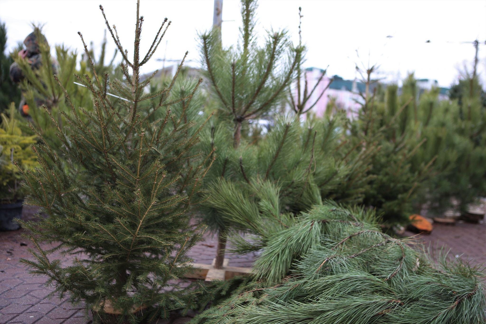 Новини Вінниці - фото з У Вінниці відкрився перший ялинковий ринок. Що та за скільки там можна придбати