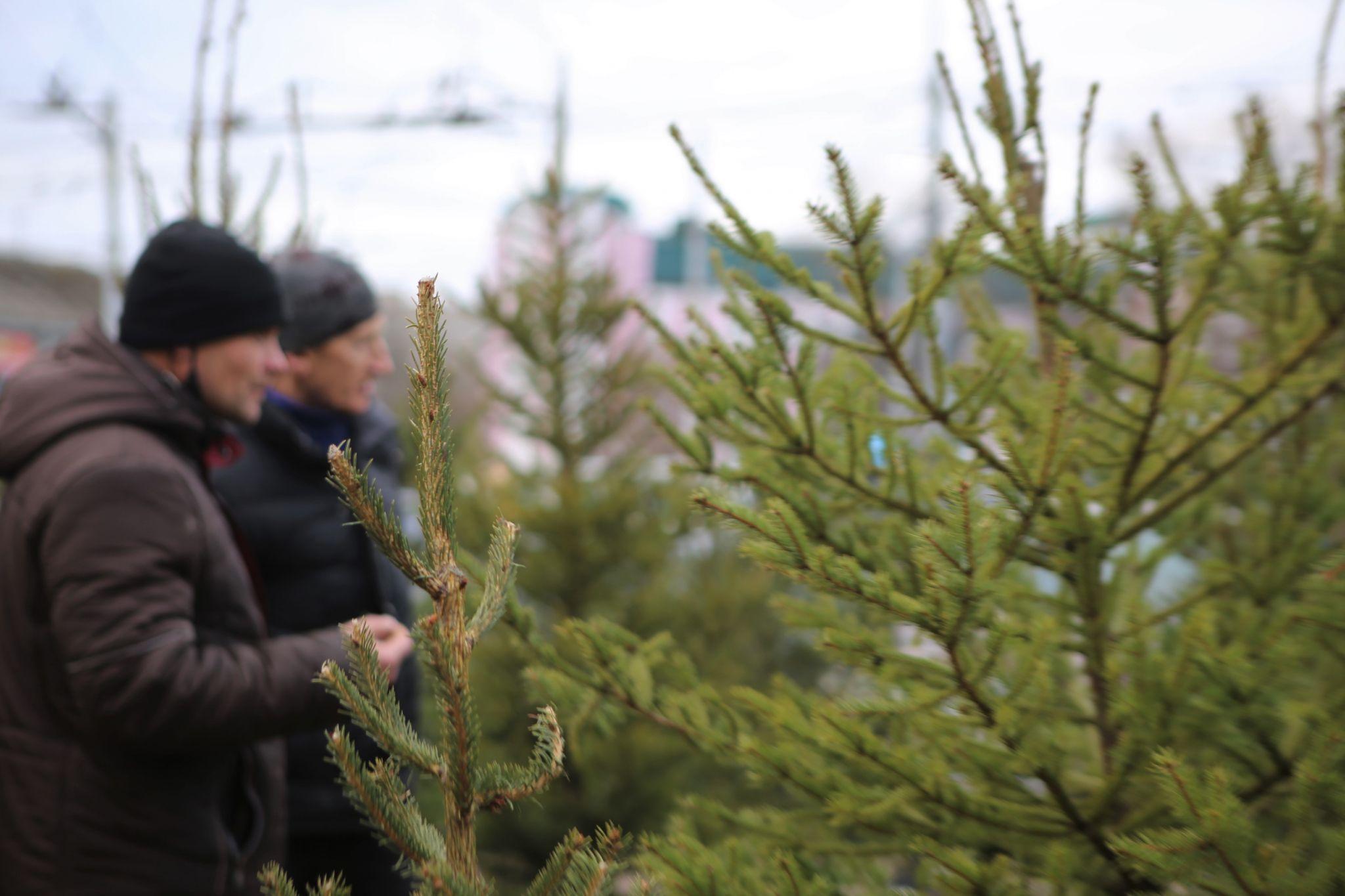 Новини Вінниці - фото з У Вінниці відкрився перший ялинковий ринок. Що та за скільки там можна придбати