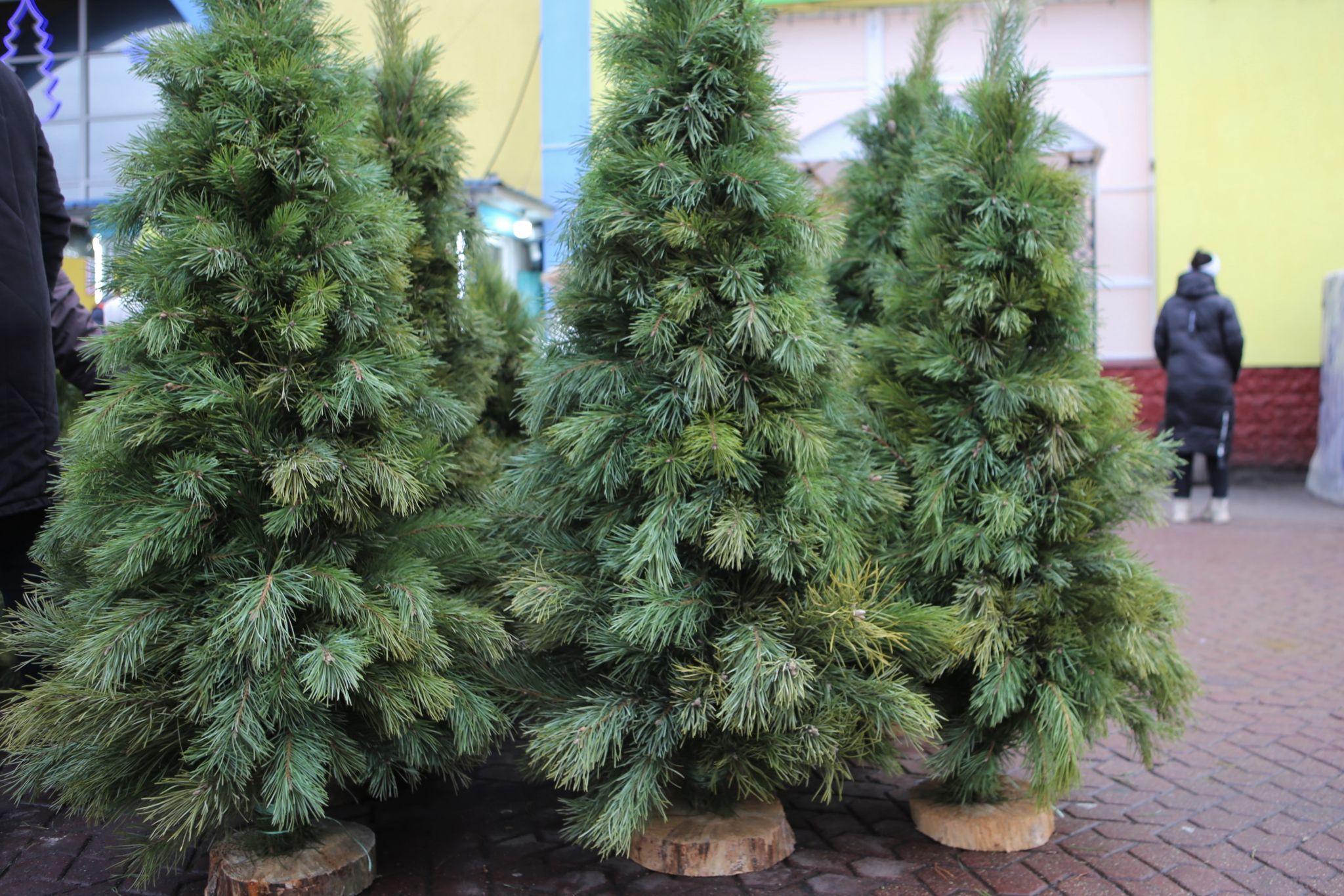 Новини Вінниці - фото з У Вінниці відкрився перший ялинковий ринок. Що та за скільки там можна придбати