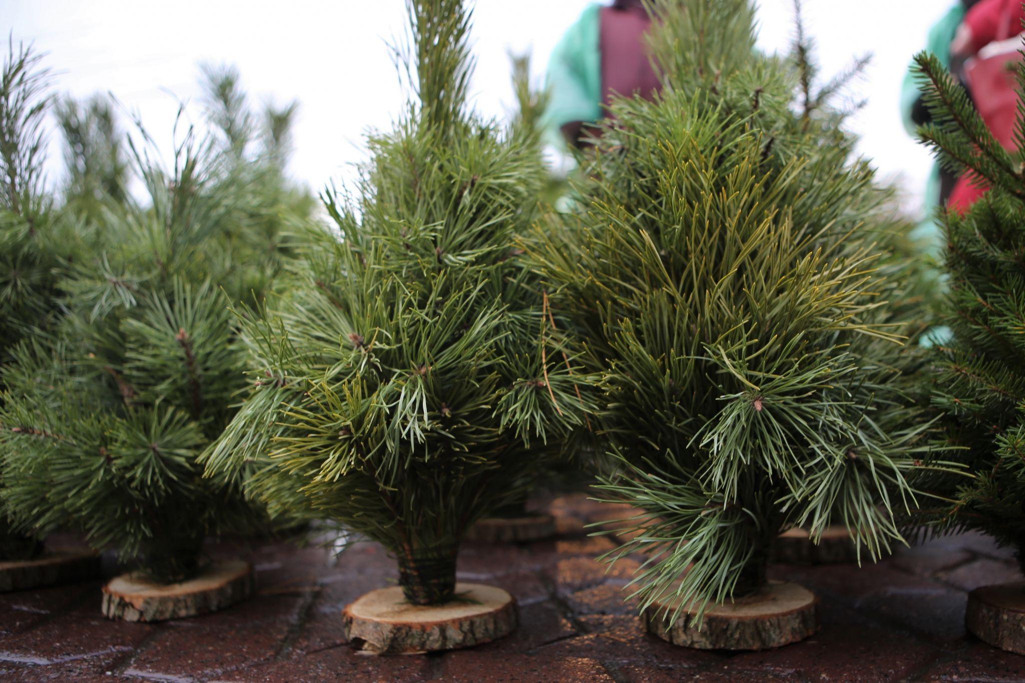 Новини Вінниці - фото з У Вінниці відкрився перший ялинковий ринок. Що та за скільки там можна придбати