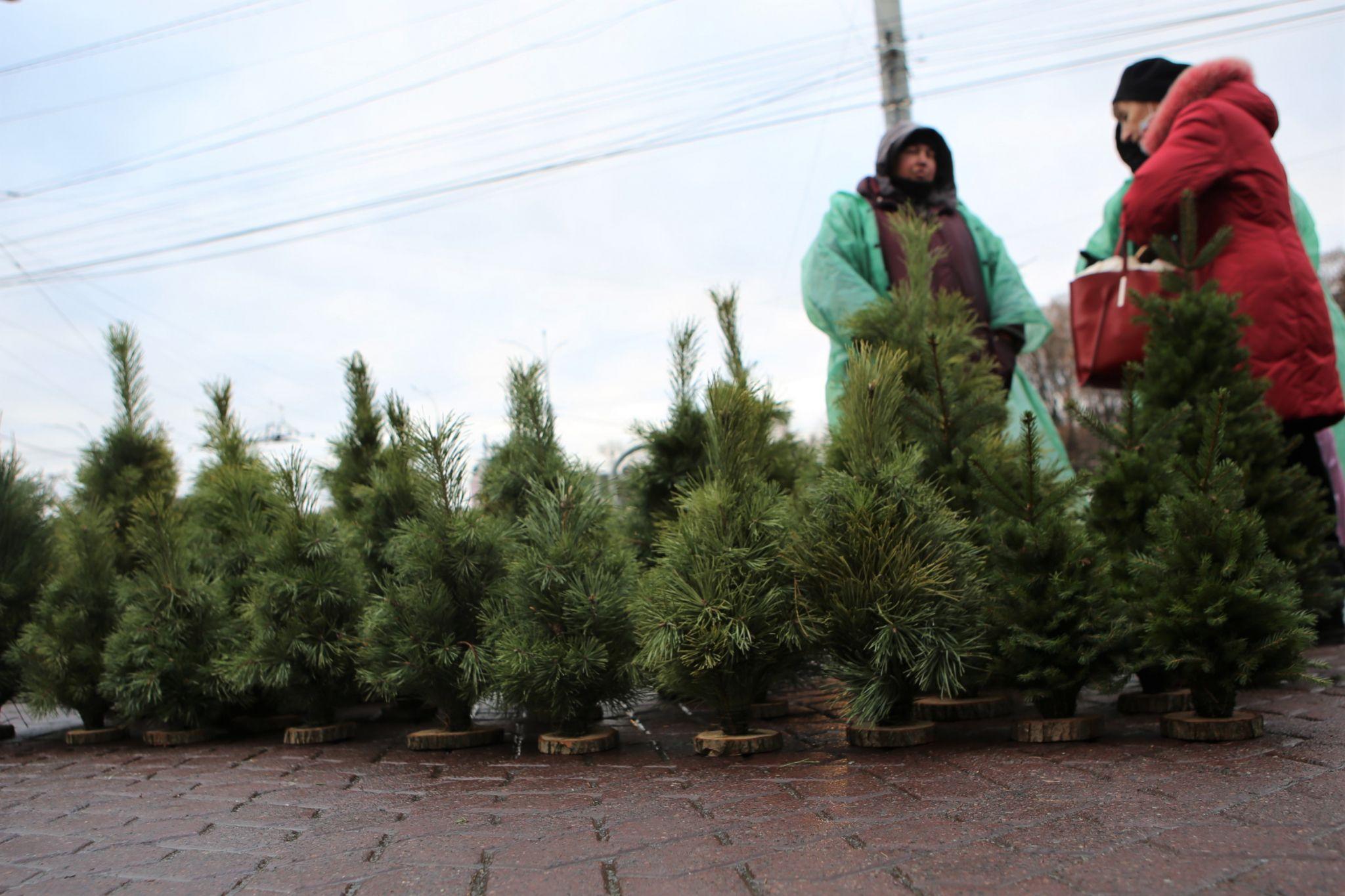 Новини Вінниці - фото з У Вінниці відкрився перший ялинковий ринок. Що та за скільки там можна придбати