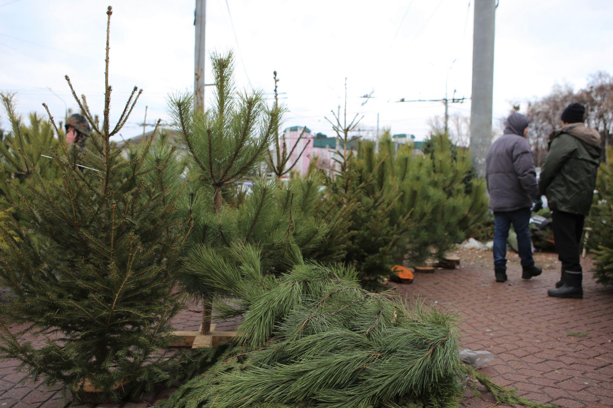 Новини Вінниці - фото з У Вінниці відкрився перший ялинковий ринок. Що та за скільки там можна придбати