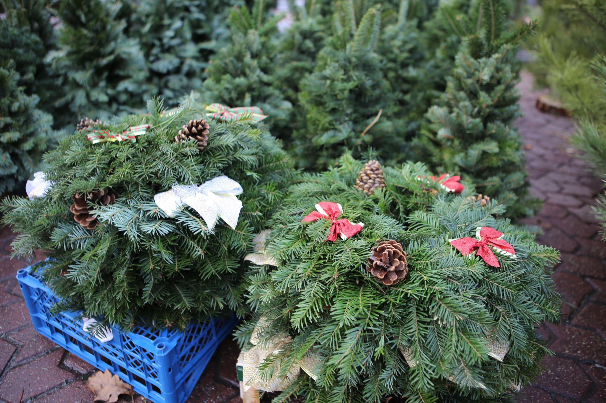 Новини Вінниці - фото з У Вінниці відкрився перший ялинковий ринок. Що та за скільки там можна придбати