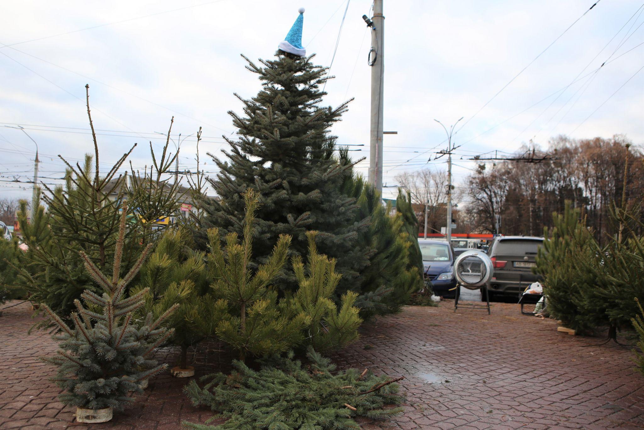 Новини Вінниці - фото з У Вінниці відкрився перший ялинковий ринок. Що та за скільки там можна придбати