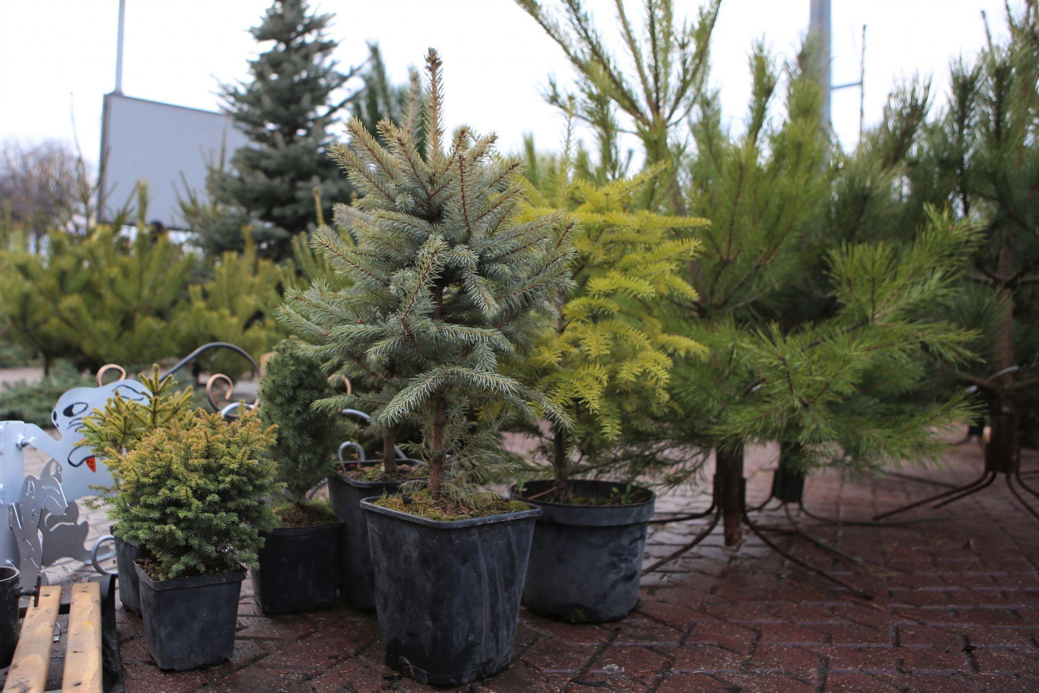 Новини Вінниці - фото з У Вінниці відкрився перший ялинковий ринок. Що та за скільки там можна придбати