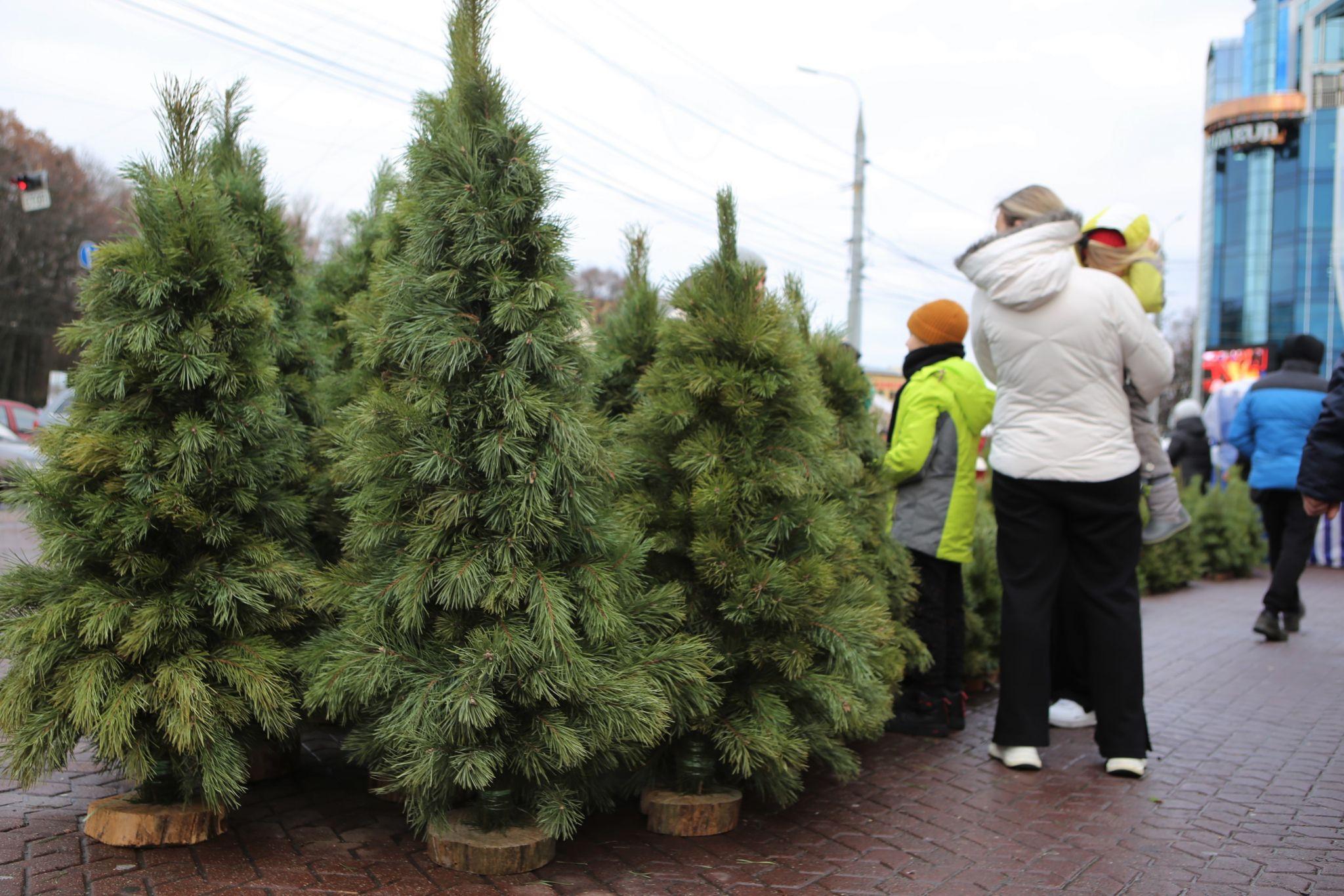 Новини Вінниці - фото з У Вінниці відкрився перший ялинковий ринок. Що та за скільки там можна придбати