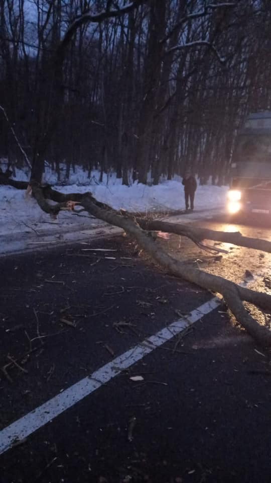 На зображенні може бути: 1 особа, дерево та дорога