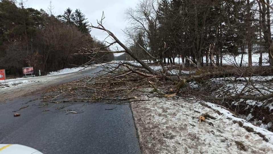 На зображенні може бути: природа, дорога та дерево