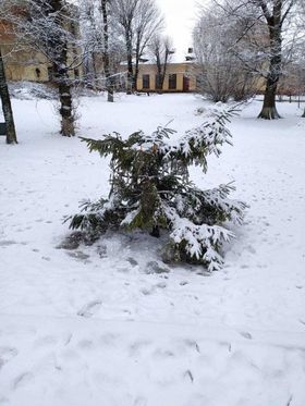 Новини Козятина - фото з Фото дня: біля вокзалу понівечили молоду ялинку, аби прикрасити сніговика
