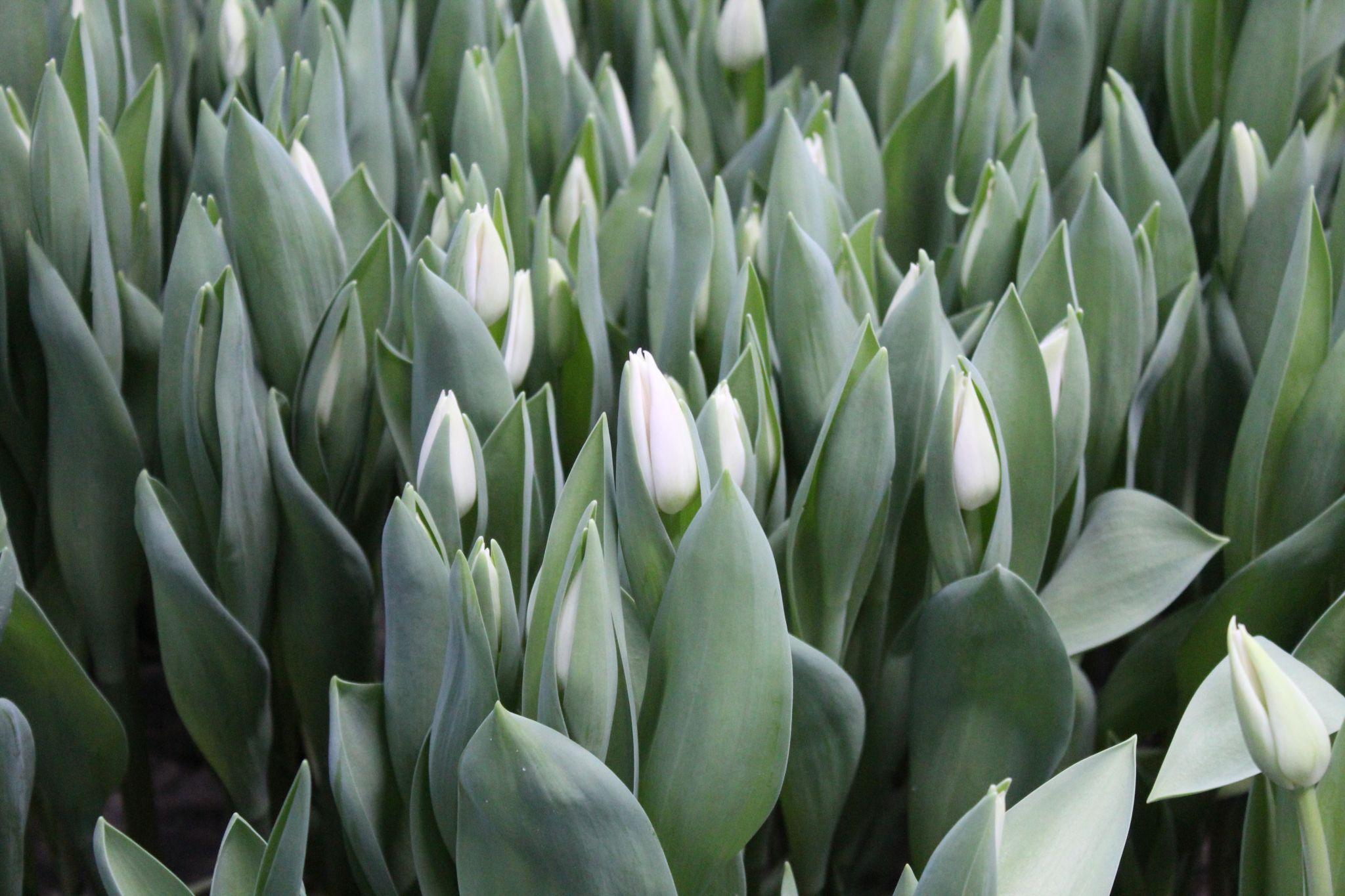 Новини Тернополя - фото з Підбирають квіти за характером і не тільки. Скільки коштує прокат букетів для фотосесій у Тернополі