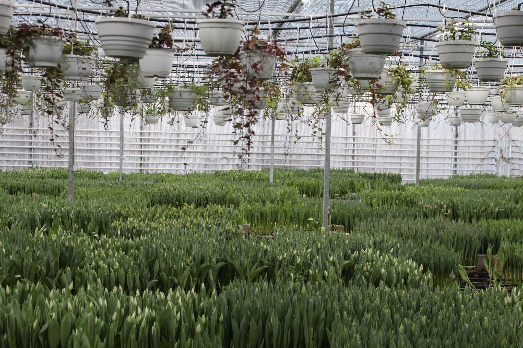 Новини Тернополя - фото з Підбирають квіти за характером і не тільки. Скільки коштує прокат букетів для фотосесій у Тернополі