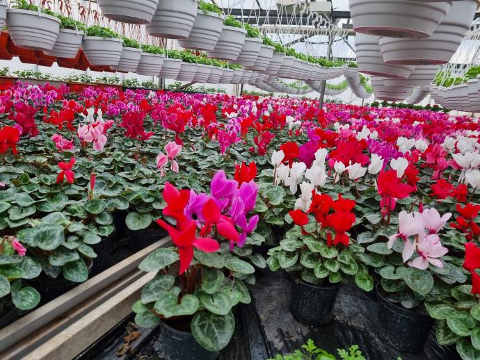 Новини Вінниці - фото з Скоро 8 березня. Вінницька теплиця роздає безкоштовно квіти для жінок На зображенні може бути: квітка