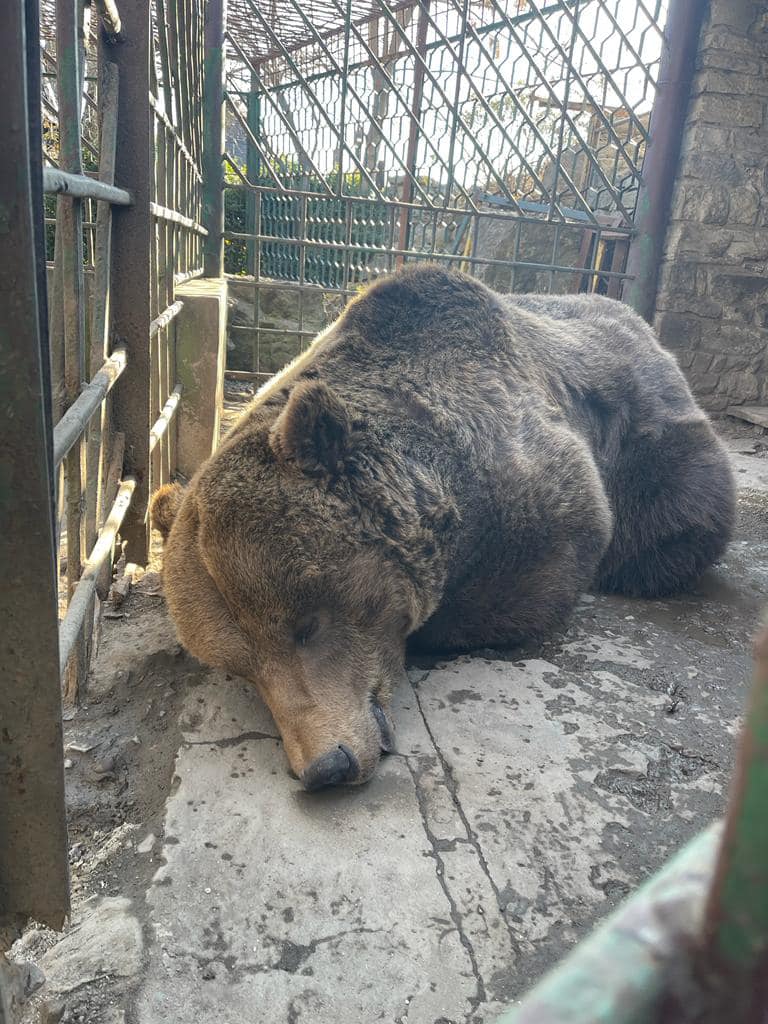 Новини Хмельницького - фото з Ведмедя, який жив при ресторані на Хмельниччині, перевезли на Львівщину Возможно, это изображение (животное и на открытом воздухе)