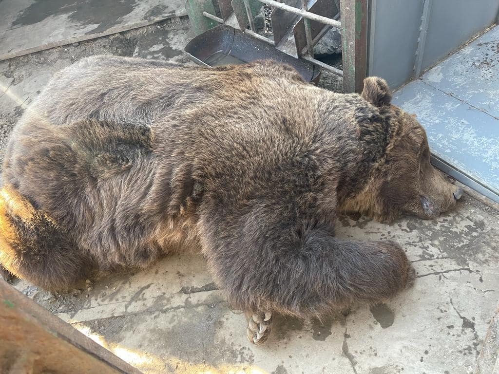 Новини Хмельницького - фото з Ведмедя, який жив при ресторані на Хмельниччині, перевезли на Львівщину Возможно, это изображение (животное)