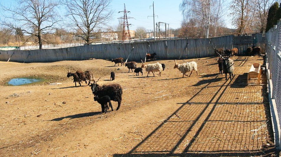 Новини Вінниці - фото з У Подільському зоопарку розпочався весняний бебі-бум