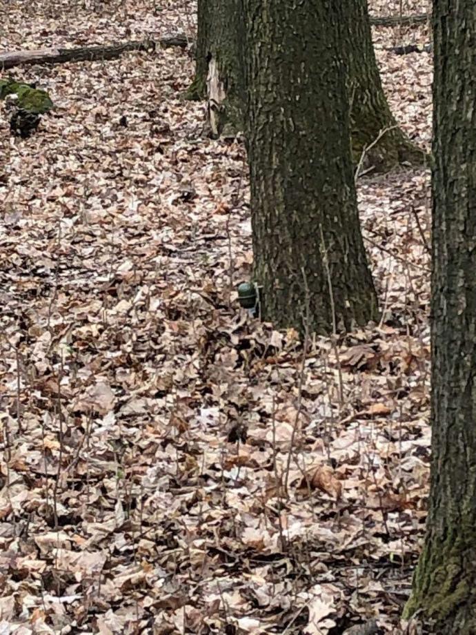 На зображенні може бути: дерево та природа