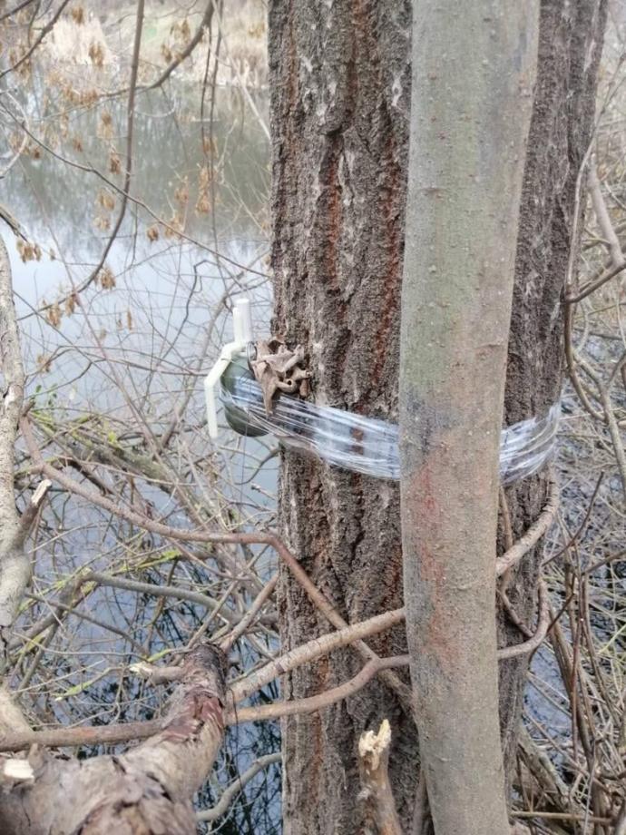 На зображенні може бути: природа та дерево