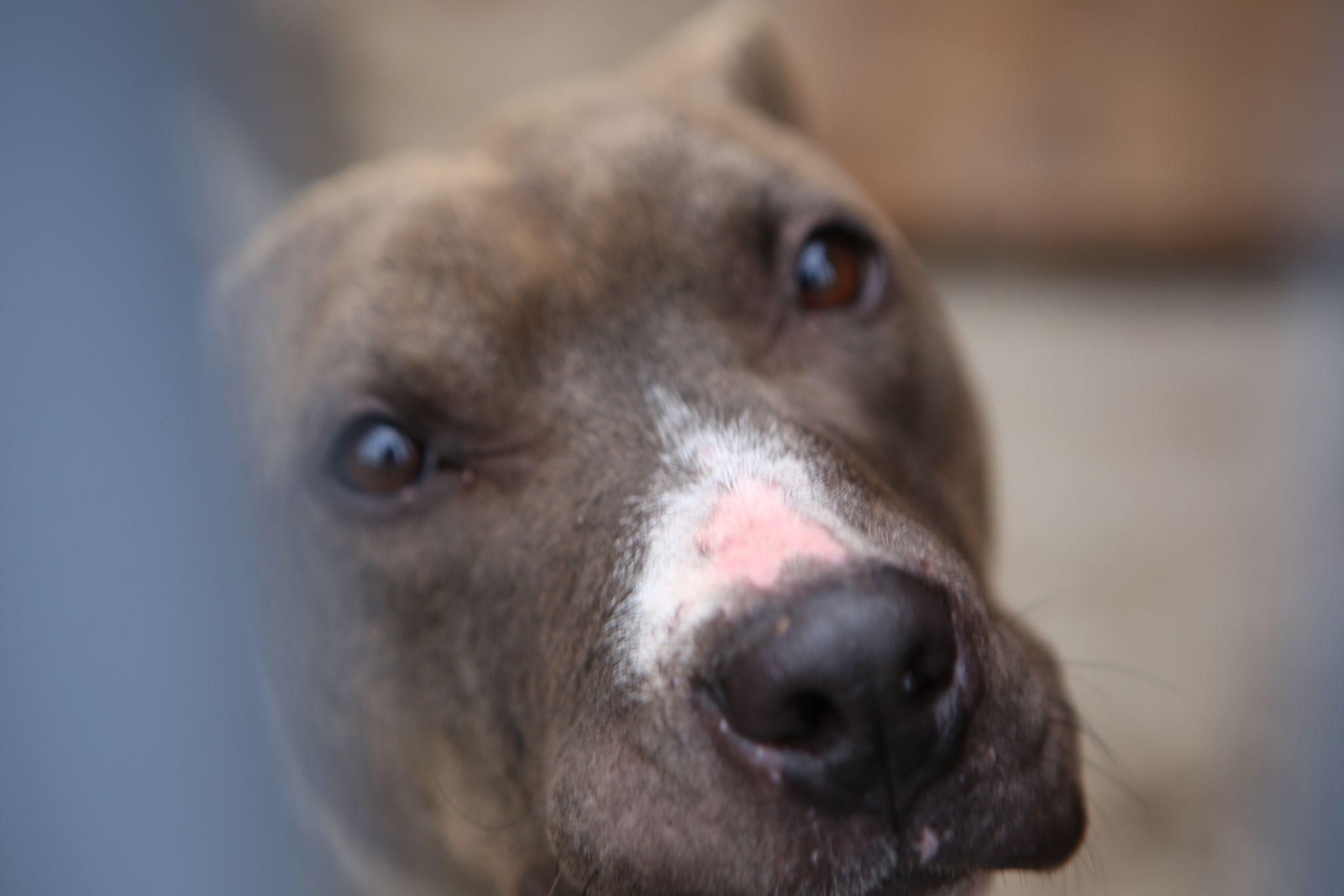 Новини Вінниці - фото з Травмовані та сумують за господарями. Репортаж з притулку для тварин, де тепер живуть собаки-переселенці