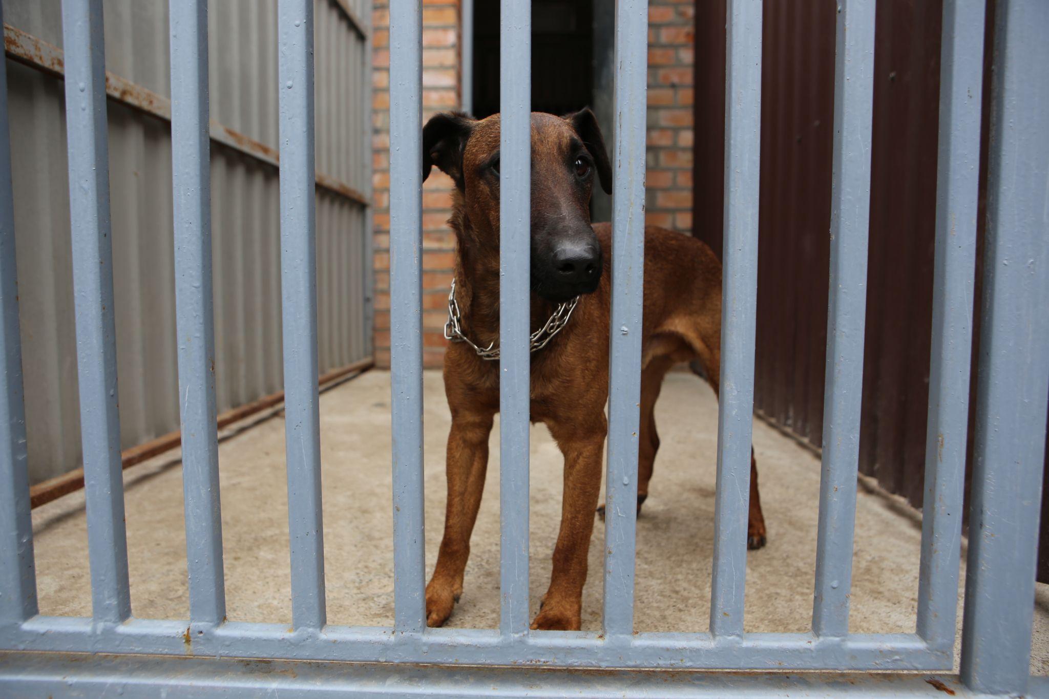 Новини Вінниці - фото з Травмовані та сумують за господарями. Репортаж з притулку для тварин, де тепер живуть собаки-переселенці