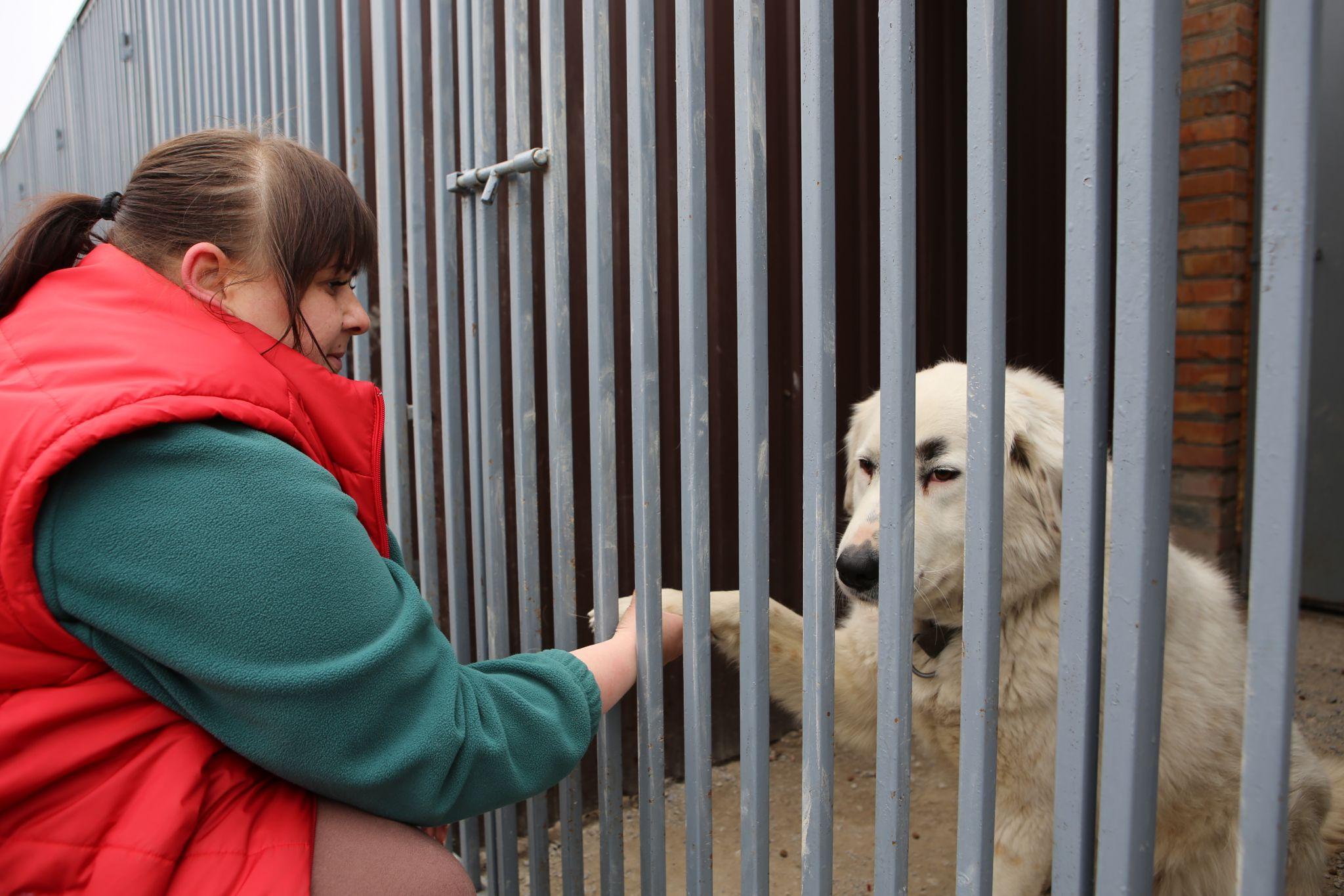 Новини Вінниці - фото з Травмовані та сумують за господарями. Репортаж з притулку для тварин, де тепер живуть собаки-переселенці