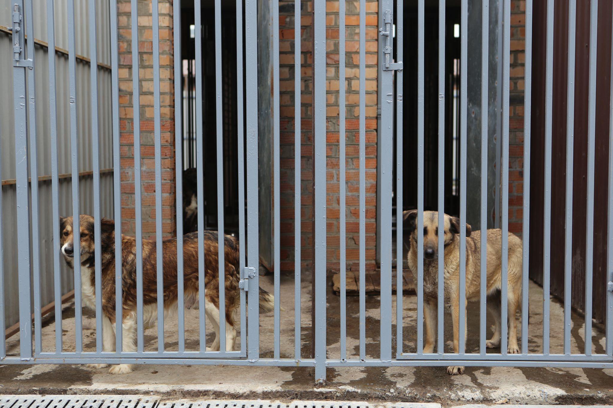 Новини Вінниці - фото з Травмовані та сумують за господарями. Репортаж з притулку для тварин, де тепер живуть собаки-переселенці