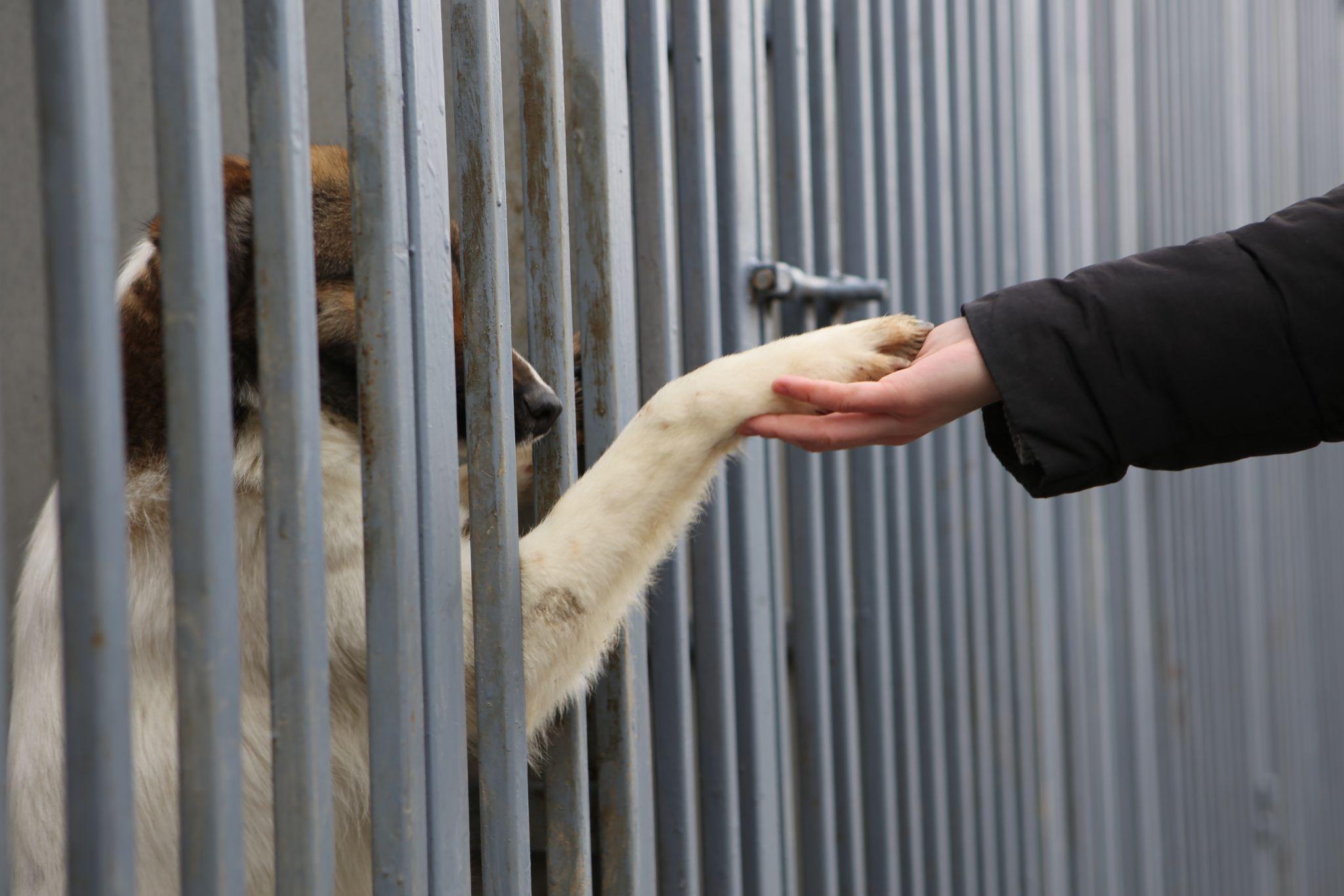 Новини Вінниці - фото з Травмовані та сумують за господарями. Репортаж з притулку для тварин, де тепер живуть собаки-переселенці