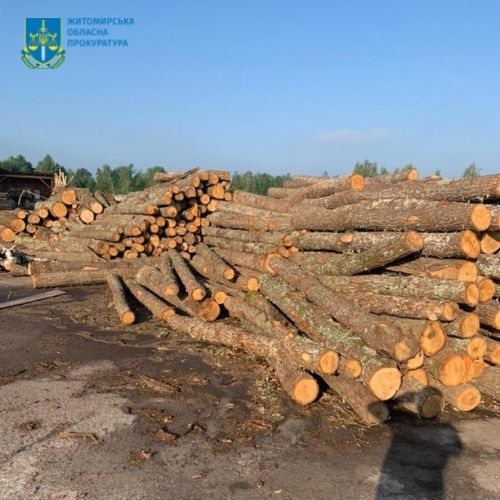 Новини Житомира - фото з Дуби вирубували уночі: на Житомирщині злочинній групі повідомили про підозру