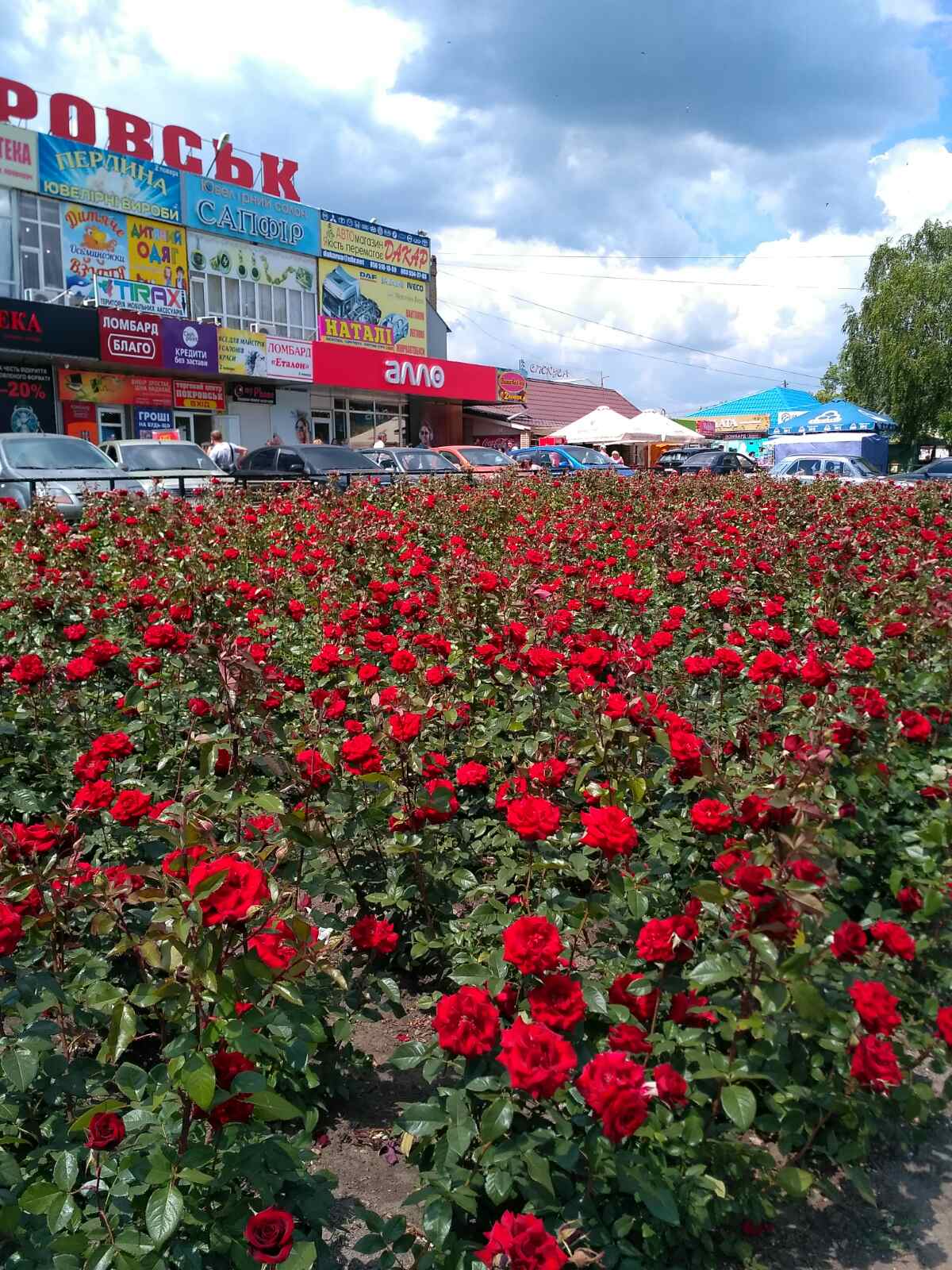 Новини Тернополя - фото з «Люблю життя, природу і квіти…»: Історія Вікторії з Покровська, яка мріє повернутись додому
