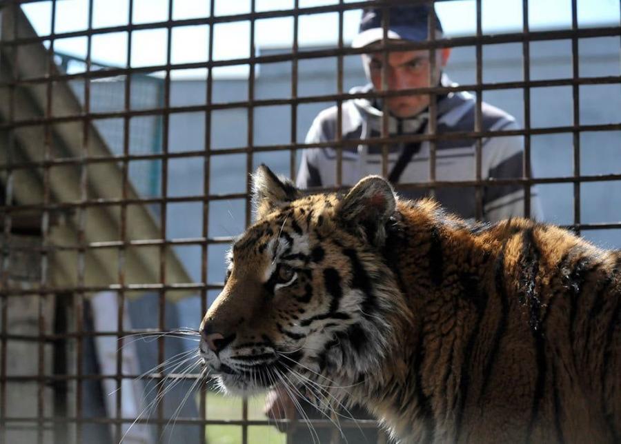 Новини Вінниці - фото з Ягуар-переселенець, олені, ведмеді та інші жителі звіринцю. Репортаж з Подільського зоопарку