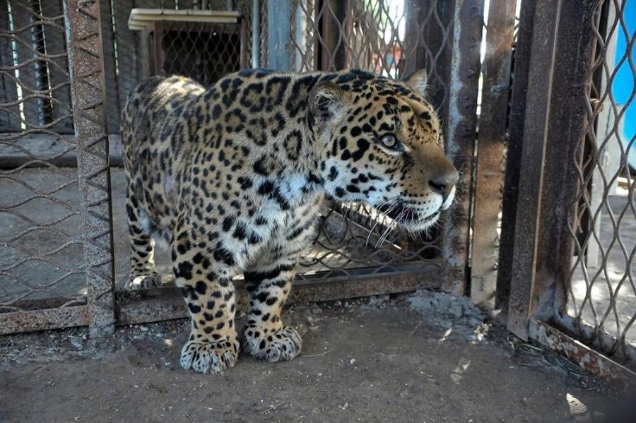 Новини Вінниці - фото з Ягуар-переселенець, олені, ведмеді та інші жителі звіринцю. Репортаж з Подільського зоопарку