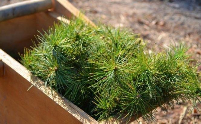 Новини Хмельницького - фото з У рамках програми Зеленського на Хмельниччині висадили 2 мільйони дерев