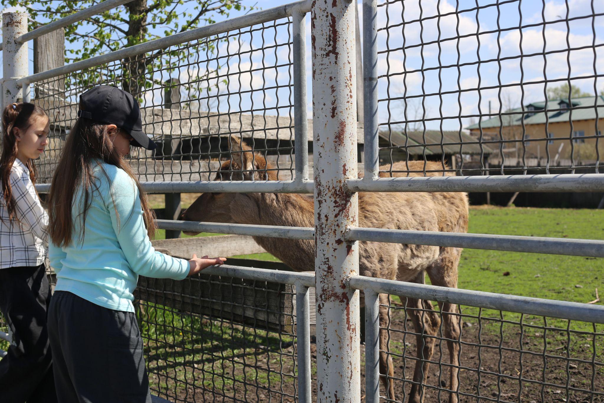 Новини Вінниці - фото з Ягуар-переселенець, олені, ведмеді та інші жителі звіринцю. Репортаж з Подільського зоопарку