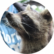 Новини Вінниці - фото з Тренінги, кіно, звіринці: що робити та куди можна піти у Вінниці в травні