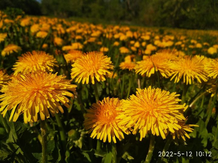 На зображенні може бути: квітка та природа